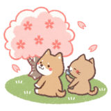 【お花見のマナー】公園で皆が楽しく桜を愛でるには！
